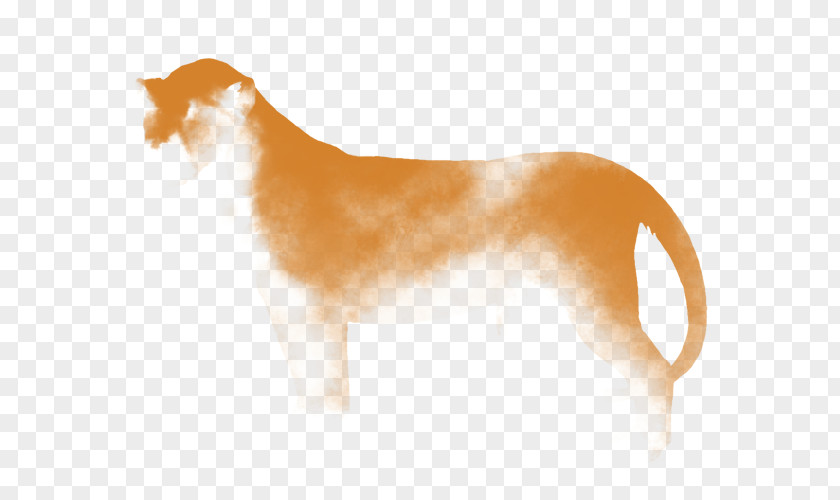 Dog Breed Companion Spaniel Snout PNG