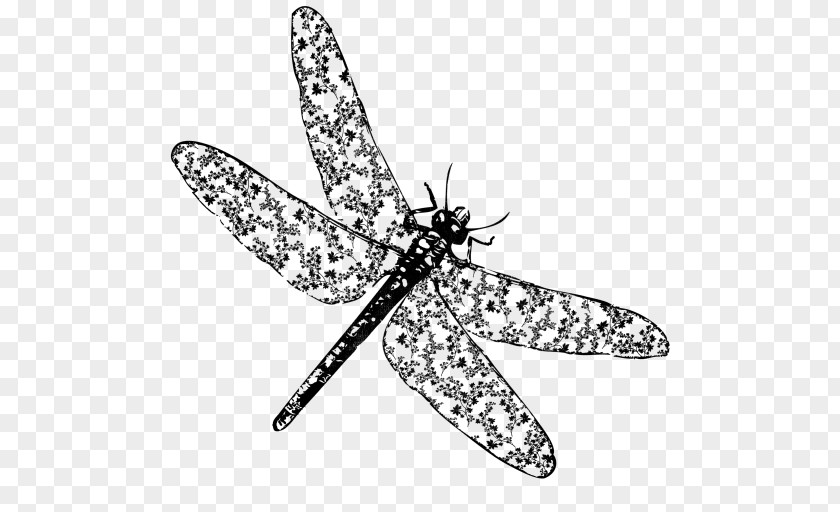 Dragonfly Drawing Dragonflies Insect Zentangle Canvas Coloring Book PNG
