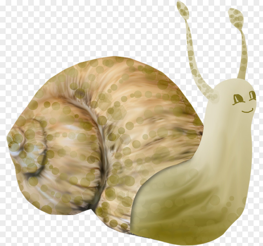 Hand-painted Cartoon Snail Orthogastropoda Drawing PNG