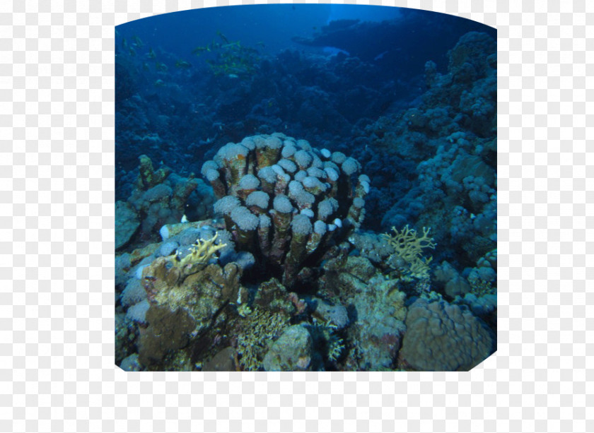 Hungry Shark World Blacktip Reef Coral Benthic Zone Marine Biology Ocean Landform PNG