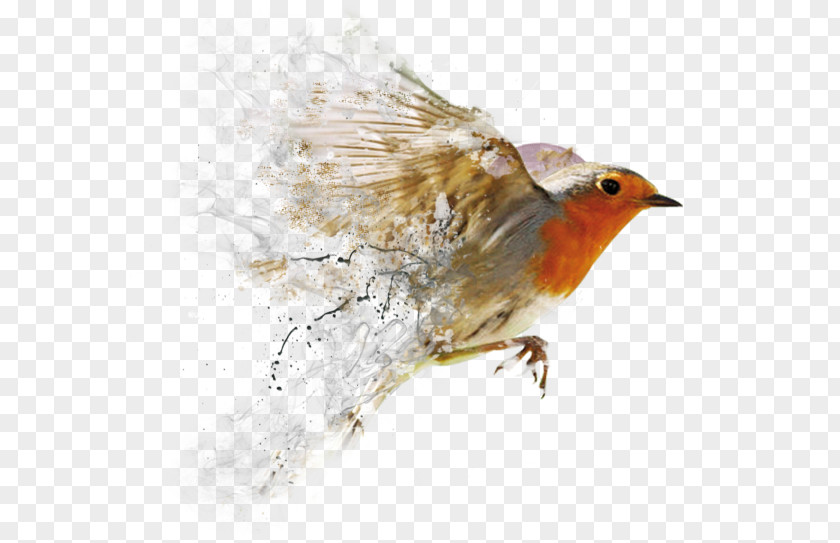 Pigeon Bird Graphic Designer Web Design PNG