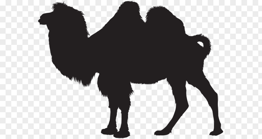 Silhouette Dromedary Clip Art PNG