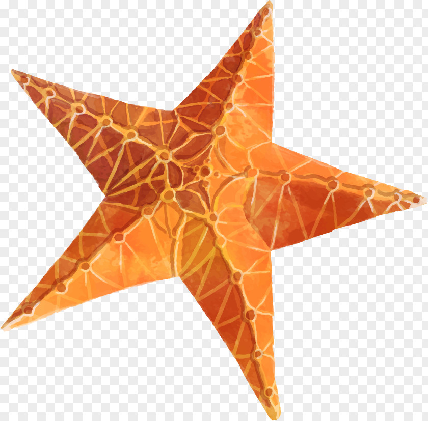 Starfish Star Polygons In Art And Culture Clip PNG