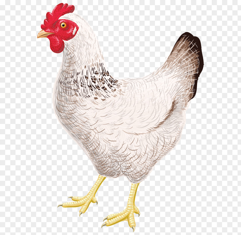Chicken Coop Sticker Rooster T-shirt PNG