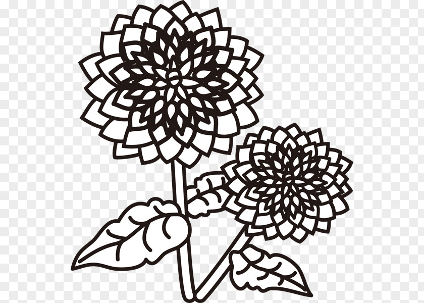 Dahlia Cut Flowers Design Color Illustration PNG