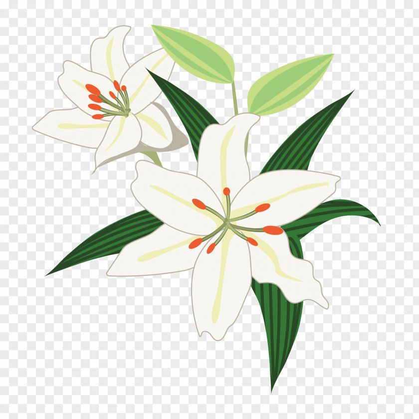 Design Floral Lilium ‘Casa Blanca’ Illustration Graphics PNG