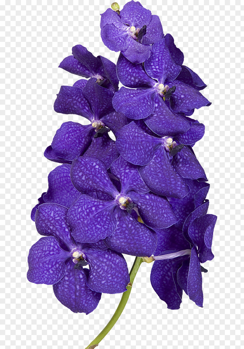 Flower TCFlowers Violet Clip Art PNG