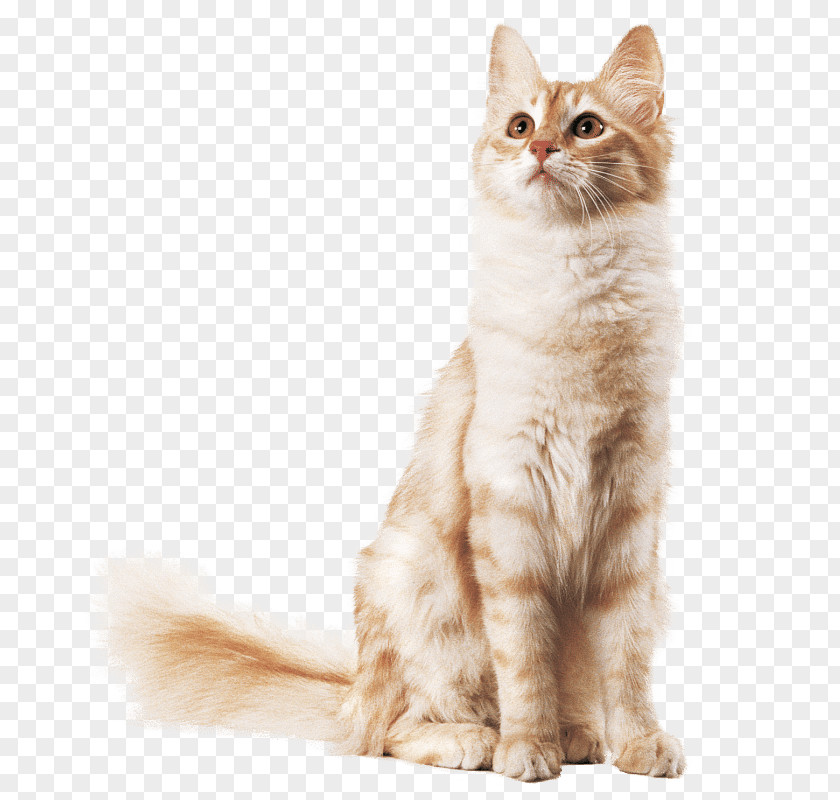 Kitten Maine Coon Balinese Cat Turkish Angora American Wirehair PNG