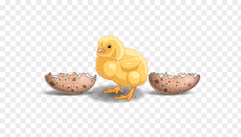 Poultry Eggs Duck Beak Chicken As Food PNG