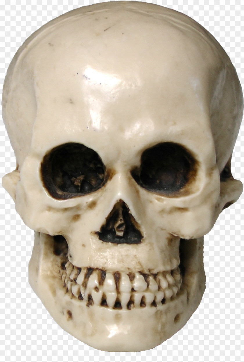 Skull Human Skeleton Drawing PNG