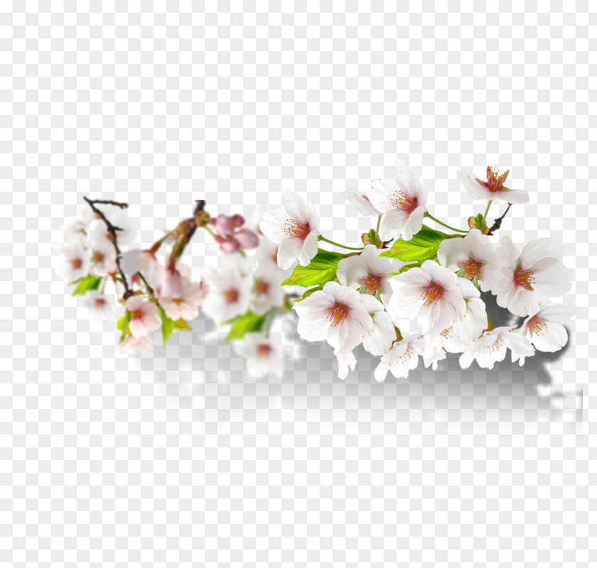 Attractive Floral Diagram Design PNG