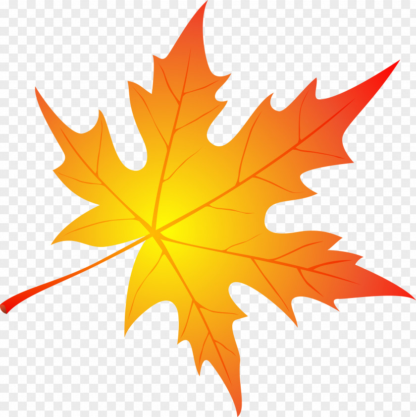 Design Vector Graphics Clip Art Image Illustration Maple Leaf PNG