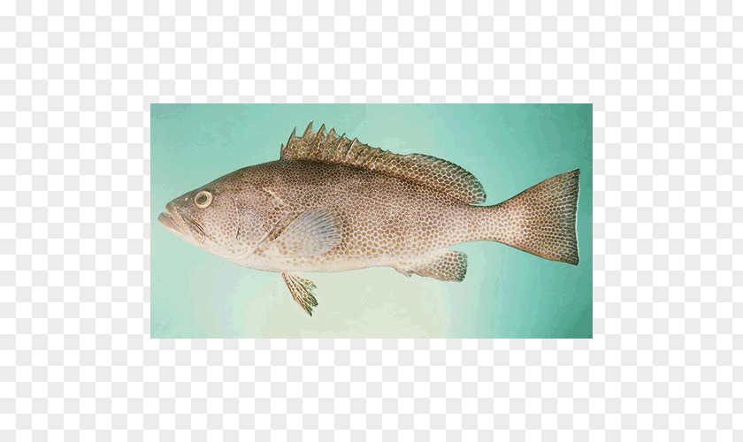 Fish Tilapia Areolate Grouper Orange-spotted Greasy PNG