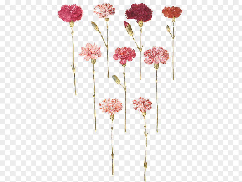 Fuso Carnation Flower Floral Design Gottorfer Codex Tattoo PNG