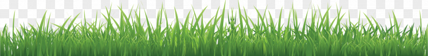 Grass PNG clipart PNG