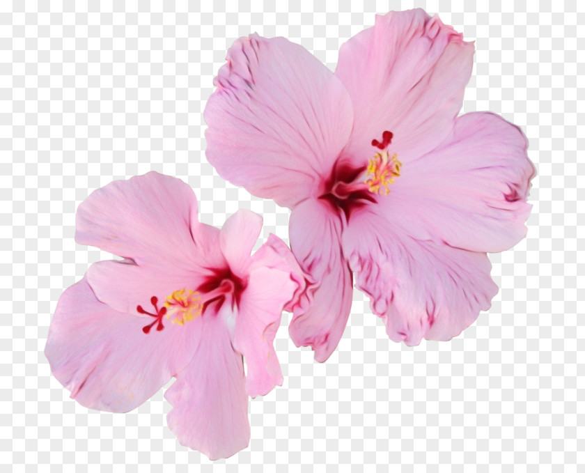 Mallow Family Cherry Blossom PNG