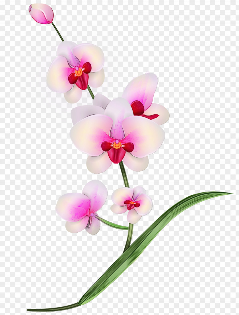 Pedicel Orchid Flower Flowering Plant Moth Petal PNG