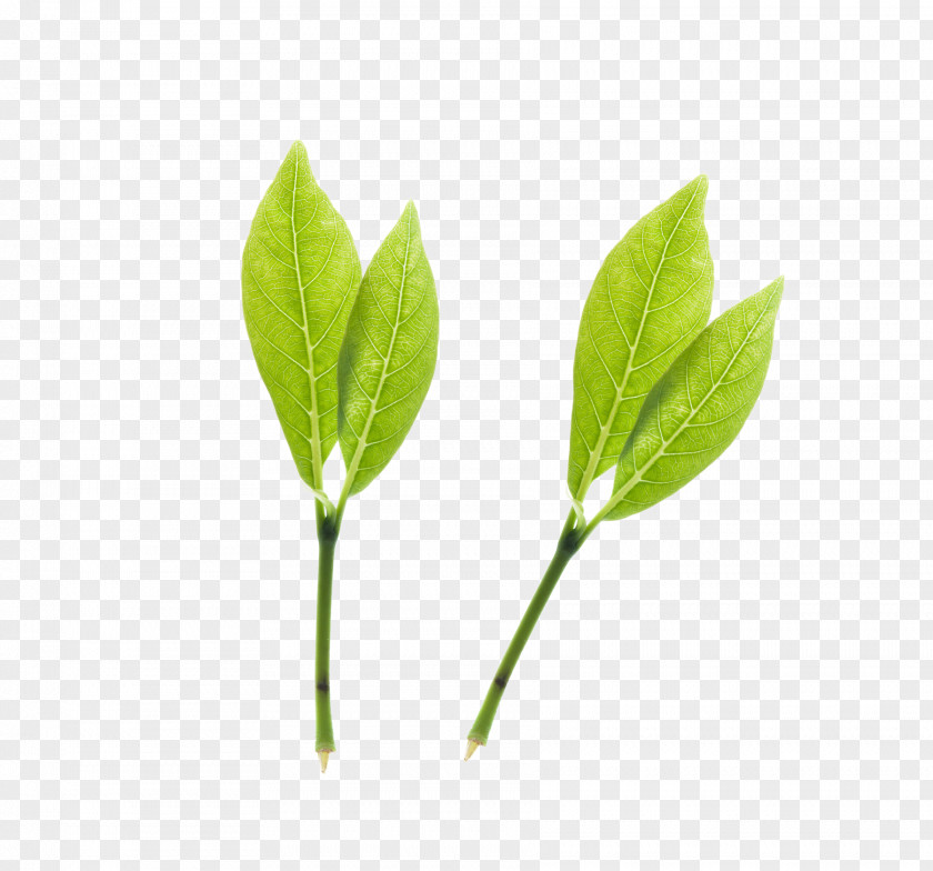 Tea Green PNG