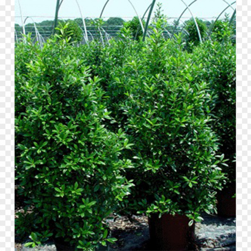 Tree Elizabethtown Shrub Garden Radcliff PNG