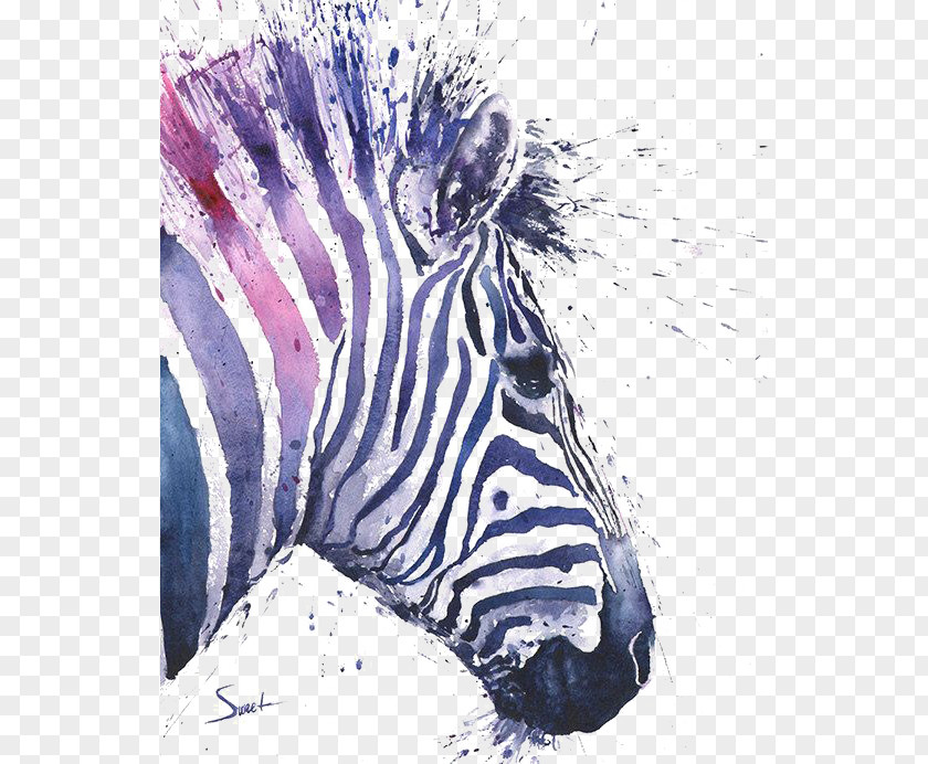 Zebra Cape Mountain Watercolor Painting Art PNG