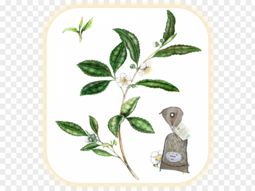 Green Tea Herb Camellia Sinensis Plant PNG