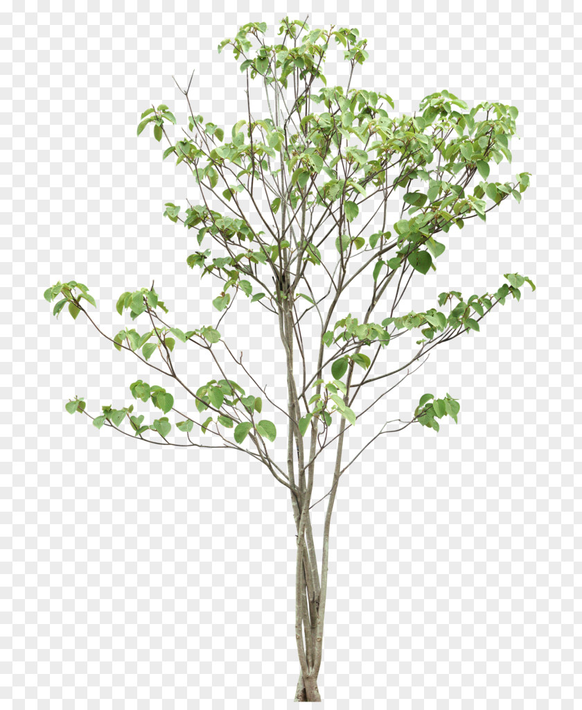 Green Trees Tree Image Leaf Illustration Twig PNG