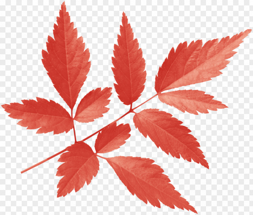 Leaf Maple PNG