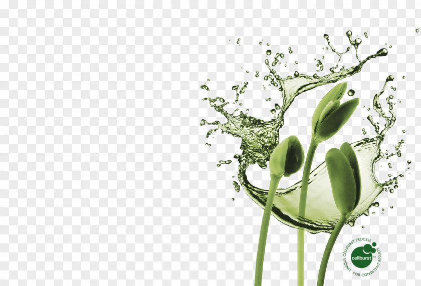 Seaweed Purified Water Drop Bottles PNG