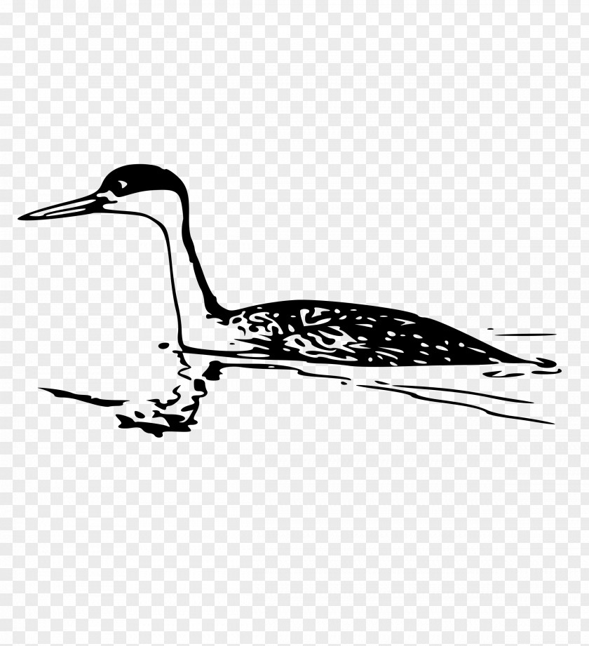 Western Grebe Clip Art PNG
