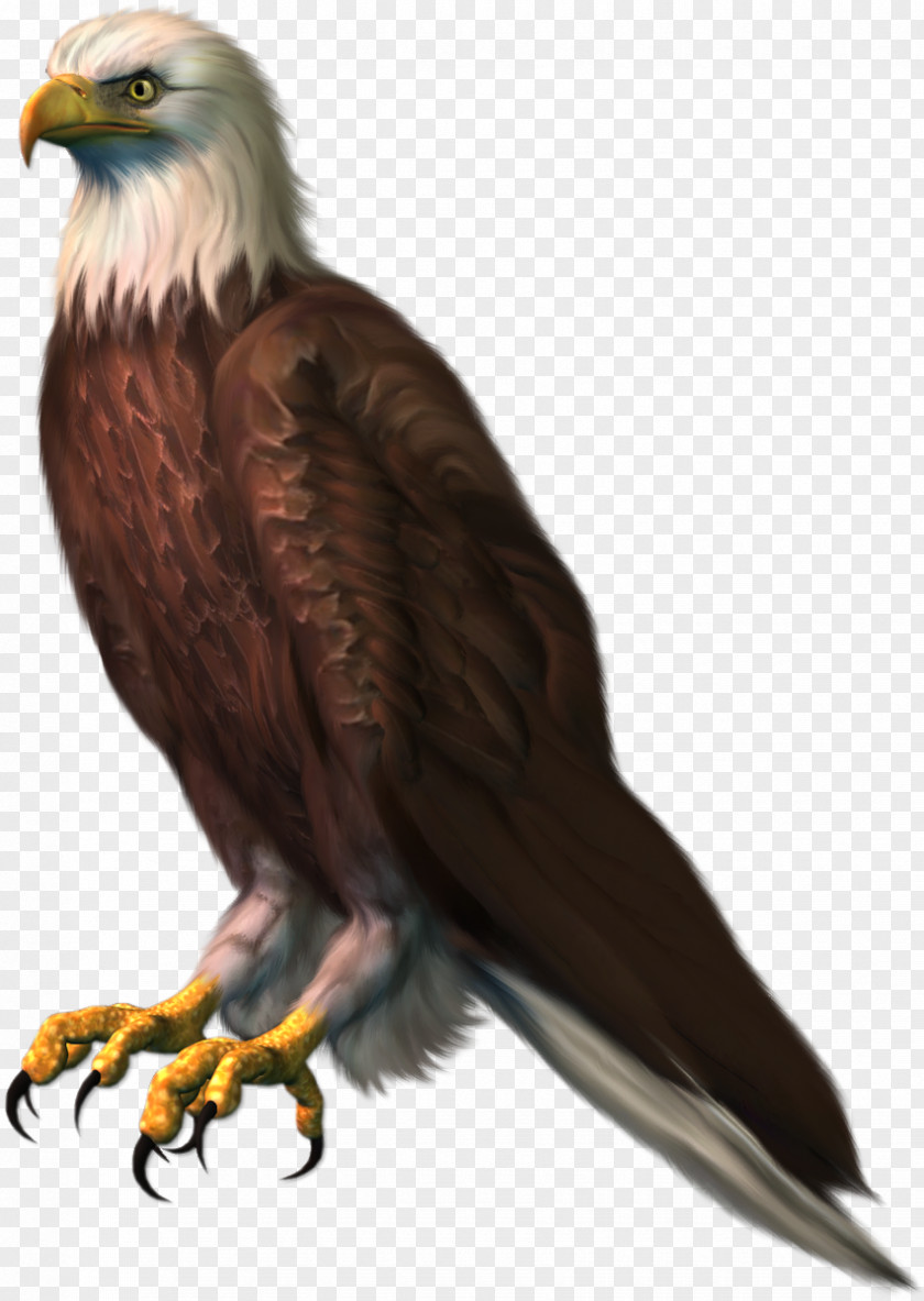 Bird Bald Eagle Red Kite Clip Art PNG