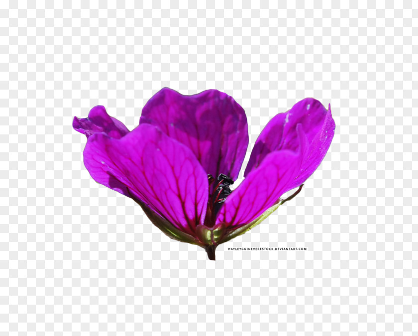 Purple Flower Lilac Lavender Violet Magenta PNG