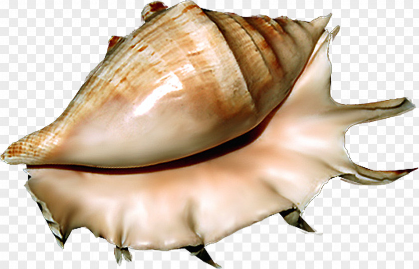 Shells Seashell Sea Snail Conchology PNG