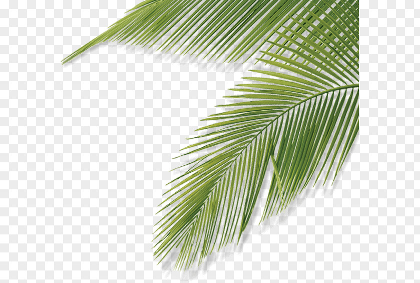 Asian Palmyra Palm Web Design Leaf Activities Brendly | Website Laten Maken Nieuwe Stijl PNG