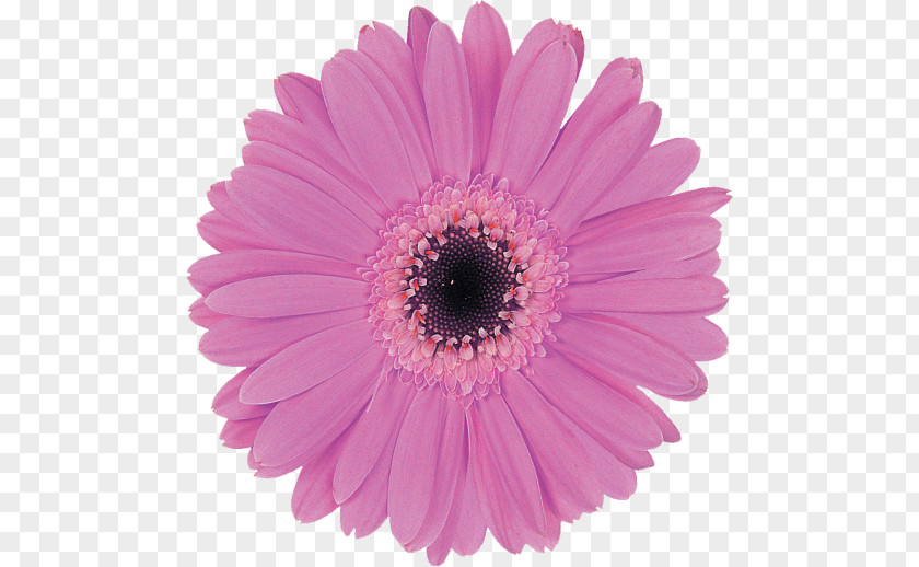 Flower Transvaal Daisy Clip Art PNG