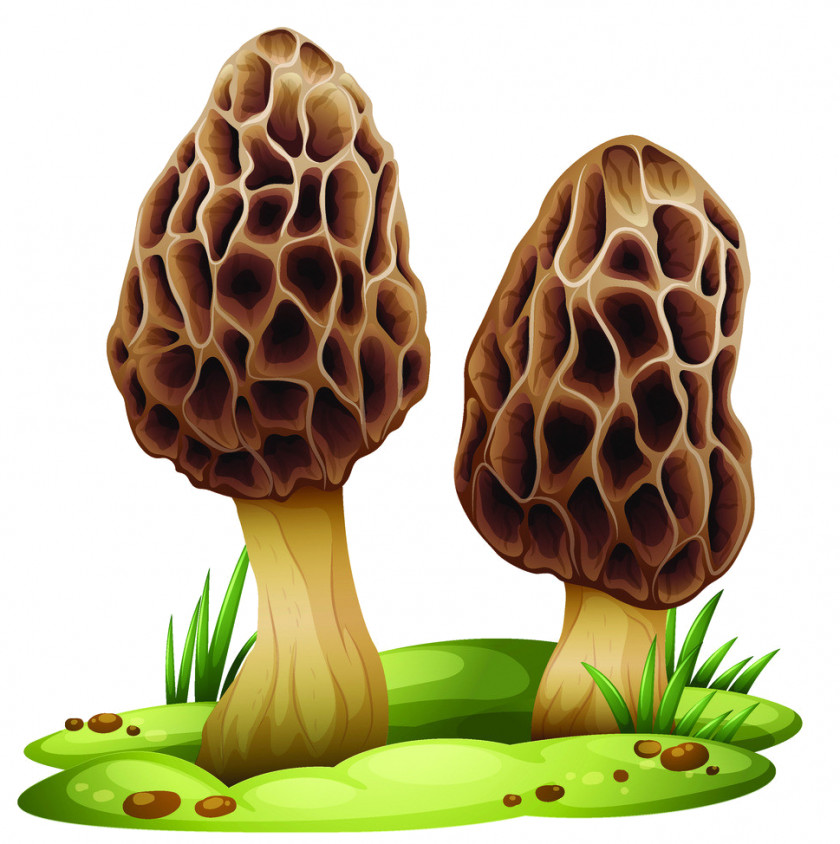 Mushroom Edible Vector Graphics Royalty-free True Morels PNG