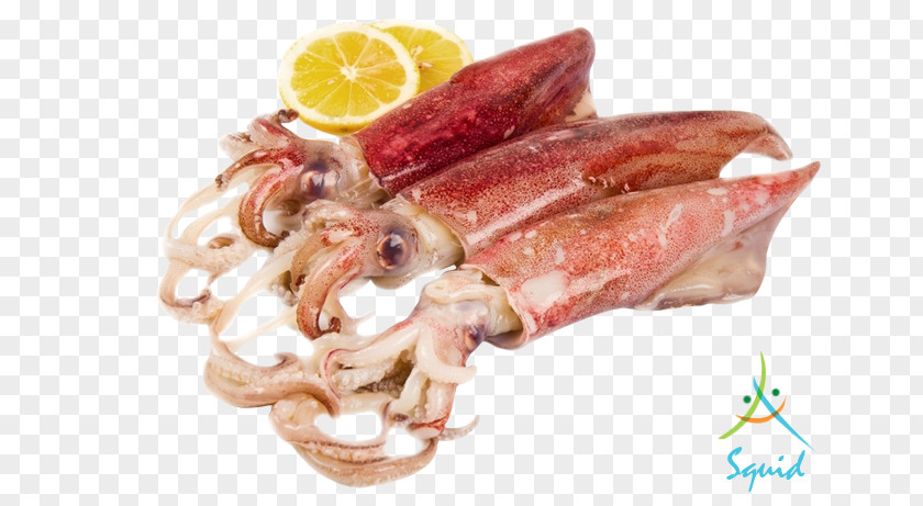 Seafood Squid MaebanTV As Food PNG