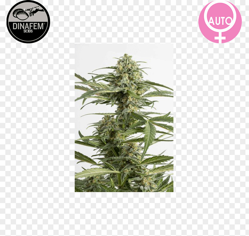 Cannabis Grow Shop Autoflowering Cultivation Kush PNG