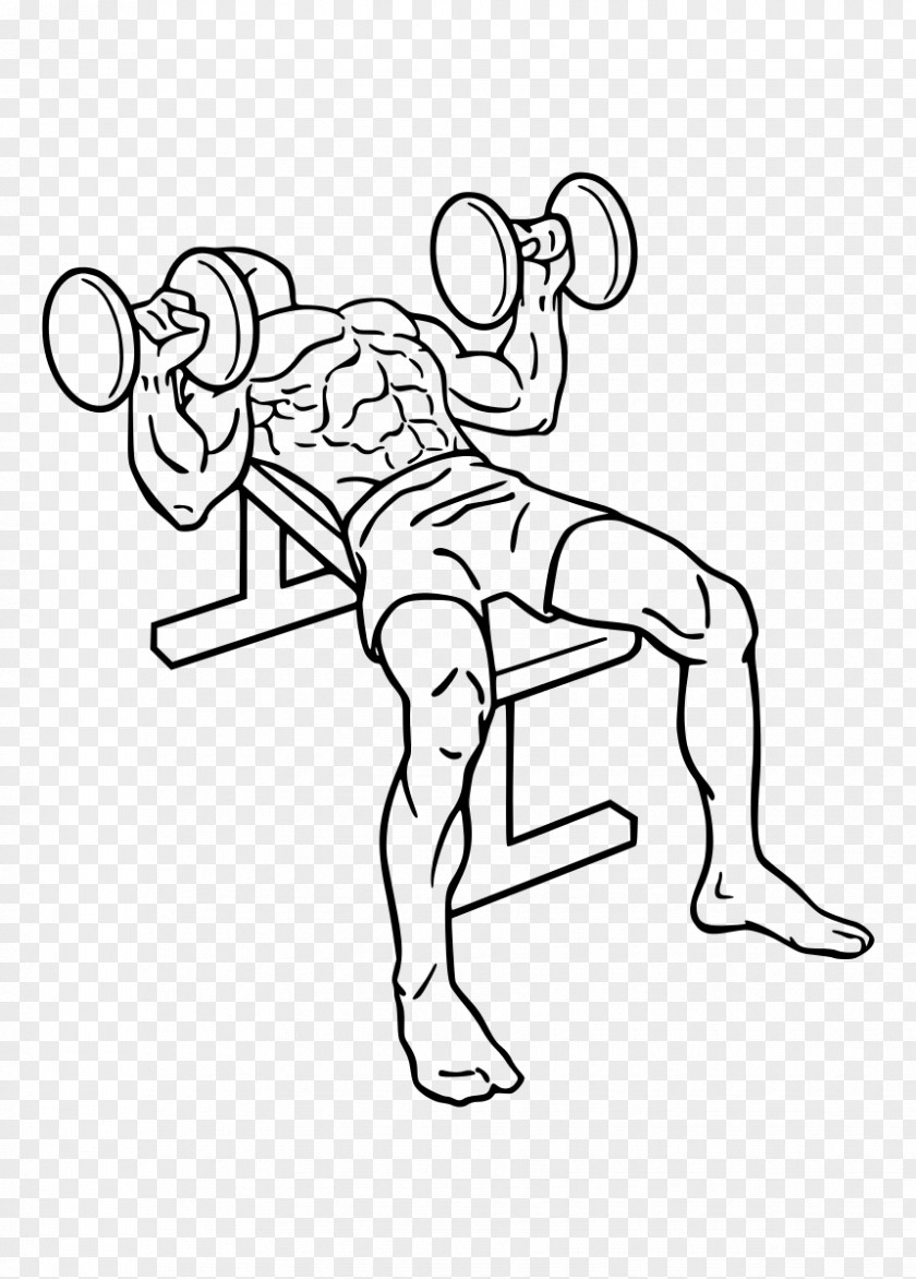 Dumbbell Bench Press Barbell Weight Training PNG