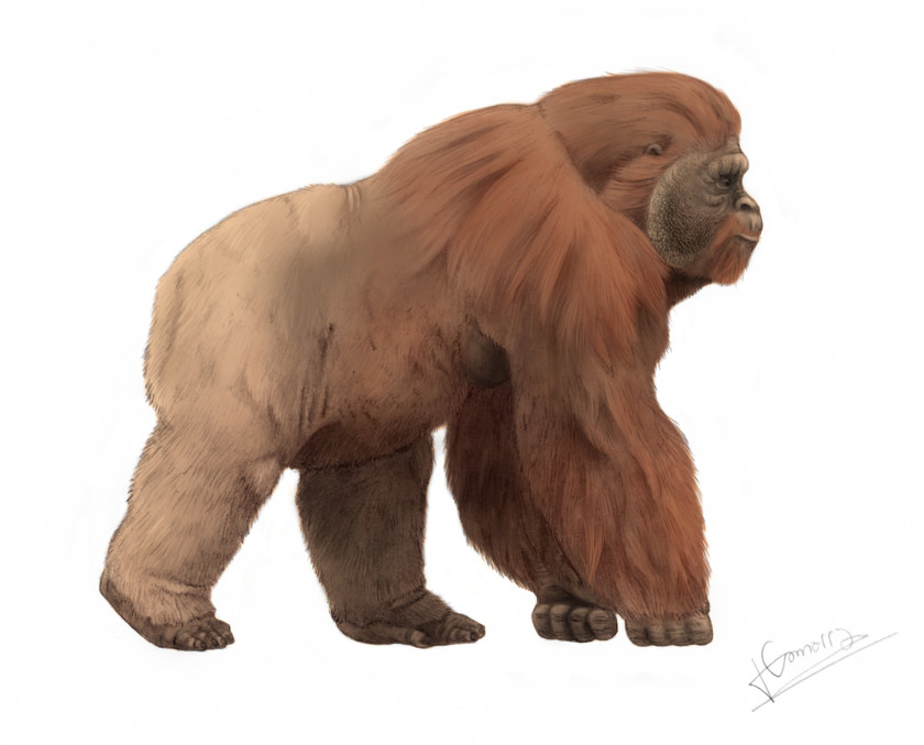 Gorilla Gigantopithecus Blacki Ape King Kong Bigfoot Primate PNG