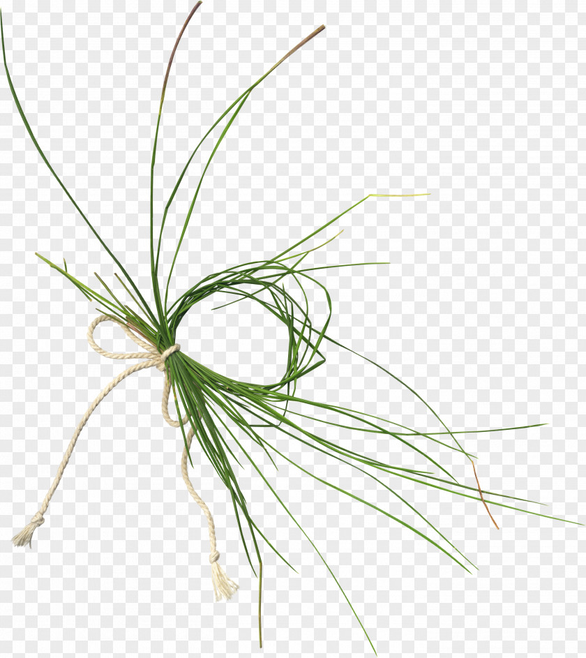 Grass Grasses Plant Stem Clip Art PNG