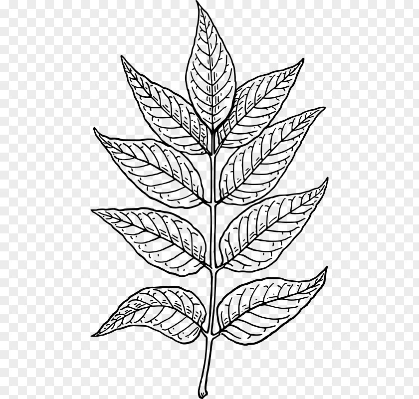 Leaf Botany Clip Art PNG