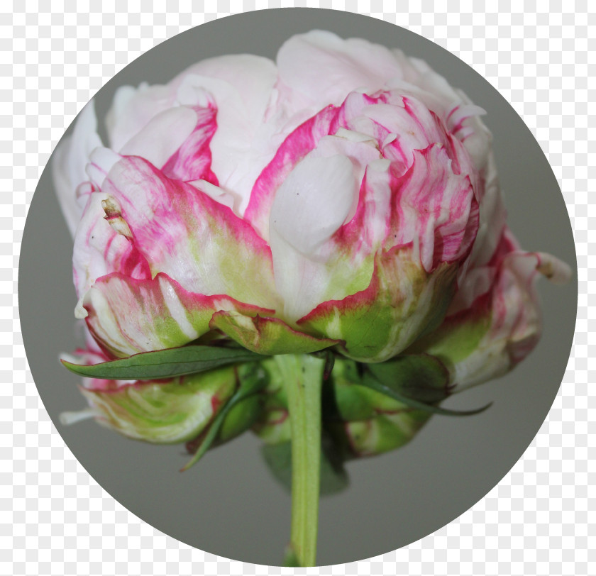 Peony Cabbage Rose Cut Flowers Pink M Petal PNG