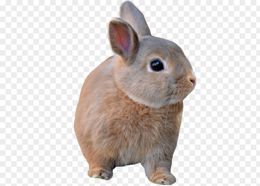 Rabbit Domestic Hare Fur Whiskers PNG