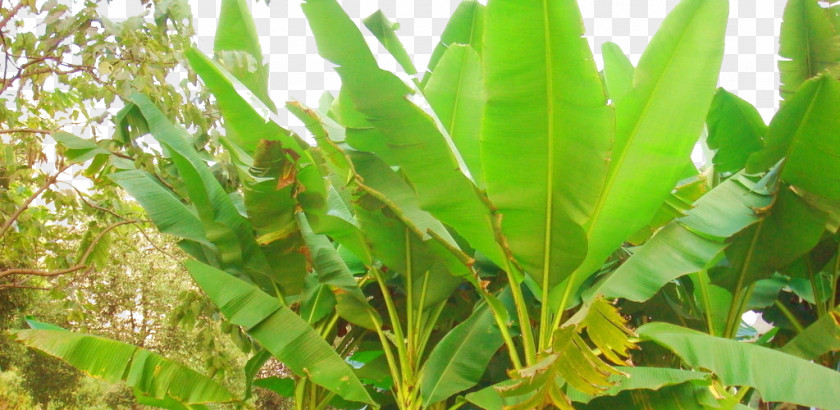 Sunshine Banana Leaves Musa Basjoo Leaf Ravenala Plant Stem PNG