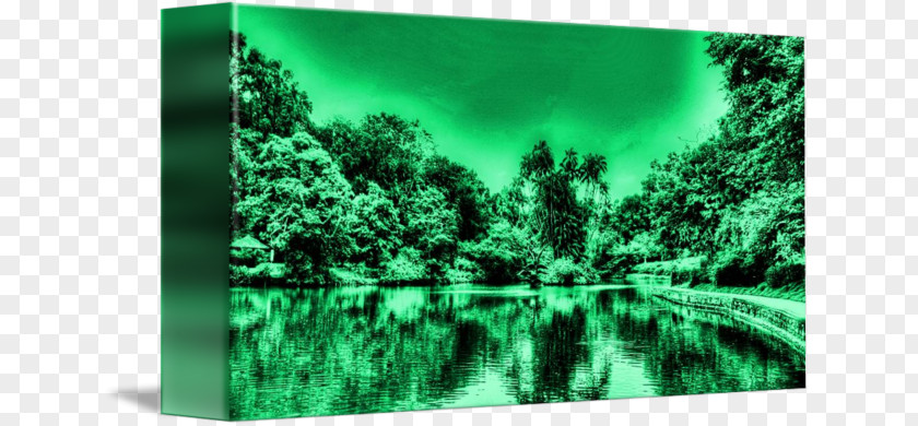 Swan Lake Biome Forest Vegetation Desktop Wallpaper Stock Photography PNG