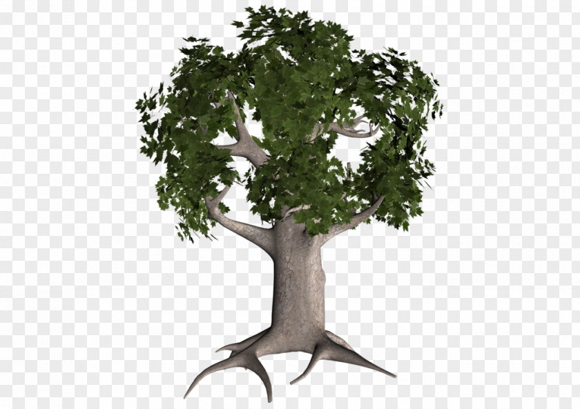 Tree Branch Trunk Kindergarten Garden PNG