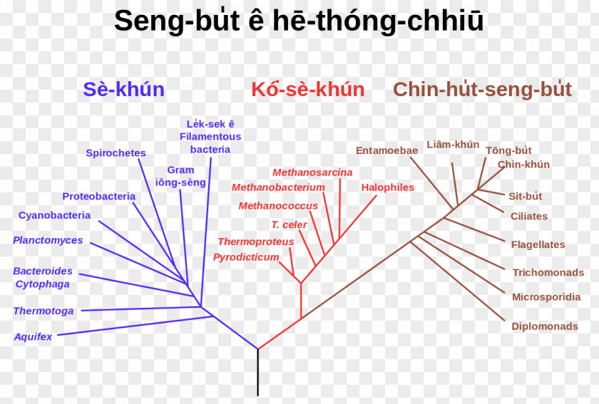 Tree Phylogenetic Phylogenetics Single-access Key Of Life PNG