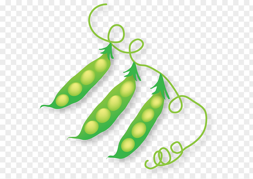 Amy Hamilton Designillustration Green Pea Legume Body Jewellery Human PNG