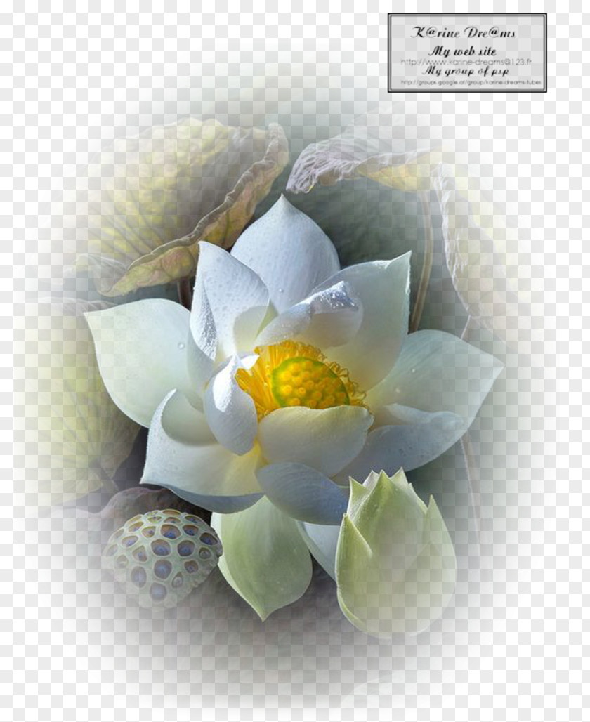 Flower Petal Sacred Lotus Trefoil Water Lily PNG
