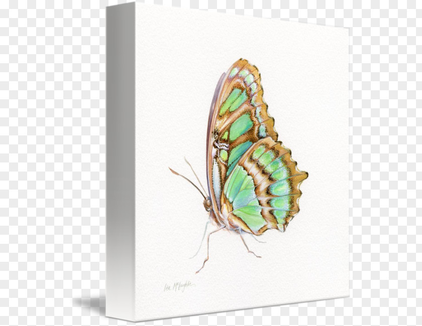 Glossy Butterflys Nymphalidae Butterfly Gallery Wrap Canvas Art PNG